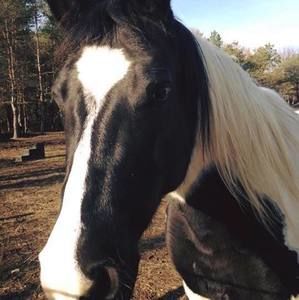 Meet your Posher, Toby